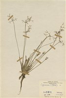 藏品(莎草科)的圖片